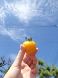 イエローホープ(秋田市産)200g