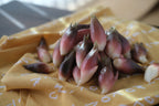 秋茗荷｜色が濃くて大きい天然もの
