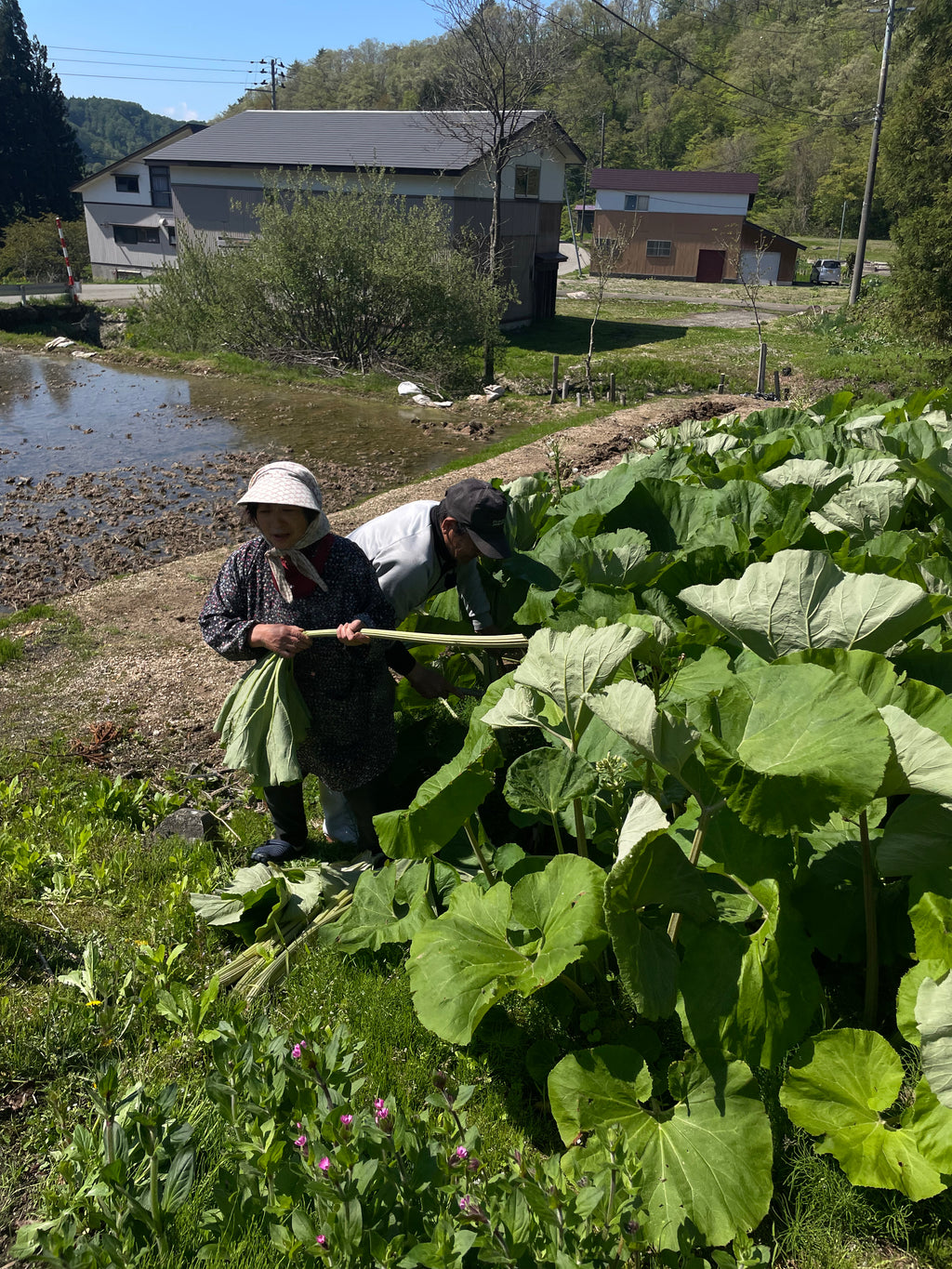 秋田蕗（由利本荘市産）500g